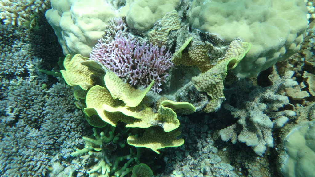 coraux multicolores lors d'une plongée apnée - croisière sur le catamaran abaca