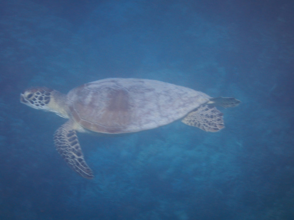 tortue vue lors d'une plongée sous-marine à bord de abaca