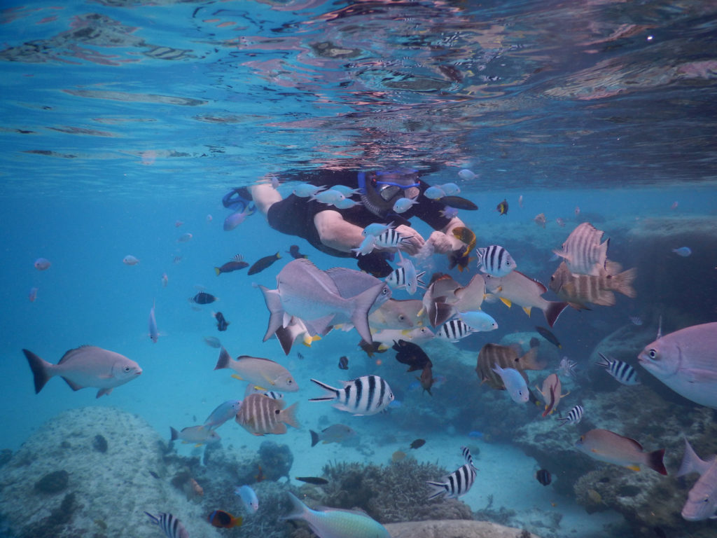 Plongée en apnée dans le lagon : poissons multicolores et coraux