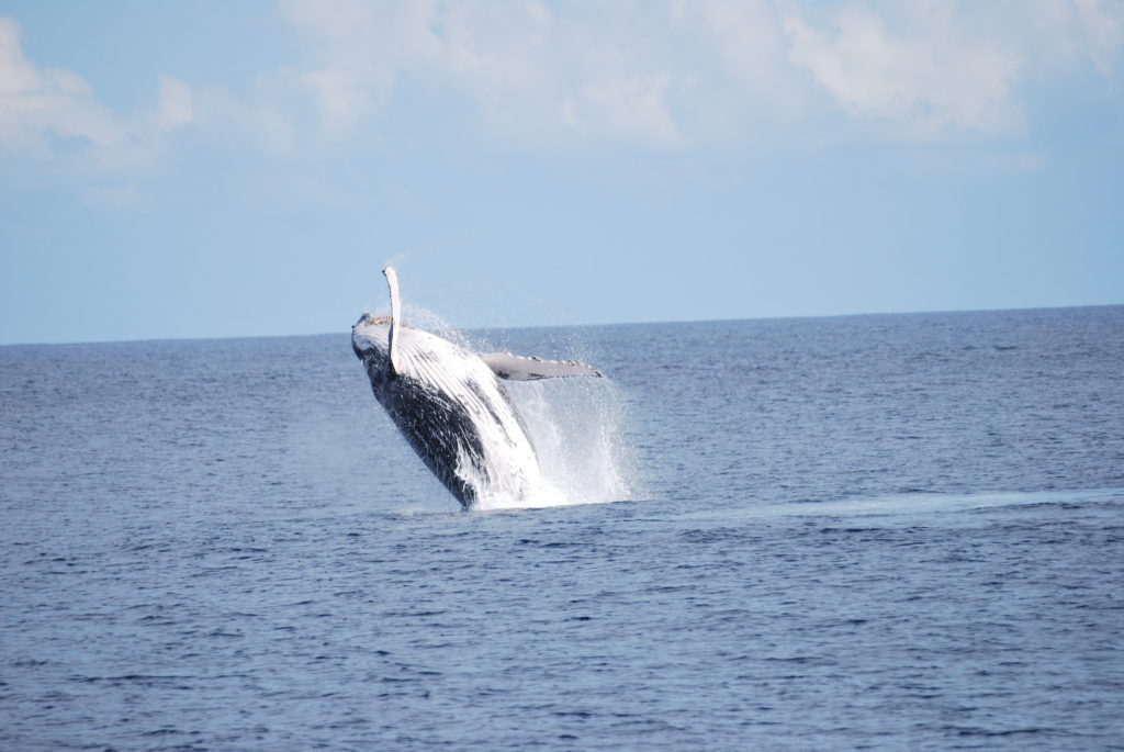 baleine hors de l'eau - croisière sur le catamaran abaca